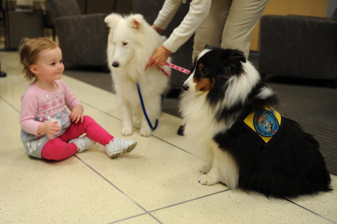 Briella Cose, a patient, visits with Lothair and Molly, American Red Cross certified therapy dogs at Langley Air Force Base, Va., Feb. 14, 2014. Lothair and Molly visit the U.S. Air Force Hospital Langley every Wednesday to brighten the spirits of patients and hospital staff members. (U.S. Air Force photo by Senior Airman Brittany Paerschke-O’Brien/Released)