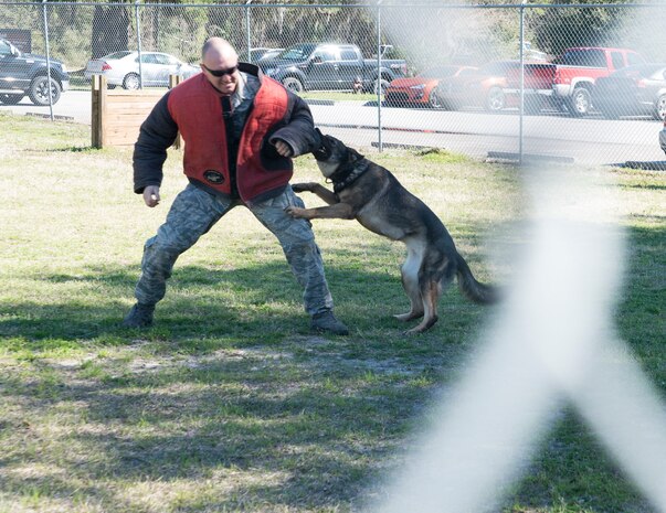Staff Sgt. Sean Baker, 628th Security Forces Squadron K-9 dog handler, acts as a decoy for Military Working Dog Gaga/T161 , in a demonstration for the Honorary Commanders March 13, 2014, during their orientation tour of JB Charleston-Air Base, S.C. The Joint Base Charleston Honorary Commanders Program encourages an exchange of ideas, experiences and friendship between key members of the local civilian community and the Charleston military community. The program provides a unique opportunity for members of the Charleston area to shadow commanders of Air Force wings and groups, as well as Navy and tenant units at Joint Base Charleston. (U.S. Air Force photo/Senior Airman Ashlee Galloway)