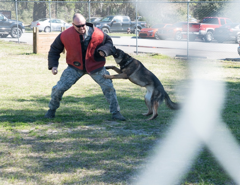 Staff Sgt. Sean Baker, 628th Security Forces Squadron K-9 dog handler, acts as a decoy for Military Working Dog Gaga/T161 , in a demonstration for the Honorary Commanders March 13, 2014, during their orientation tour of JB Charleston-Air Base, S.C. The Joint Base Charleston Honorary Commanders Program encourages an exchange of ideas, experiences and friendship between key members of the local civilian community and the Charleston military community. The program provides a unique opportunity for members of the Charleston area to shadow commanders of Air Force wings and groups, as well as Navy and tenant units at Joint Base Charleston. (U.S. Air Force photo/Senior Airman Ashlee Galloway)