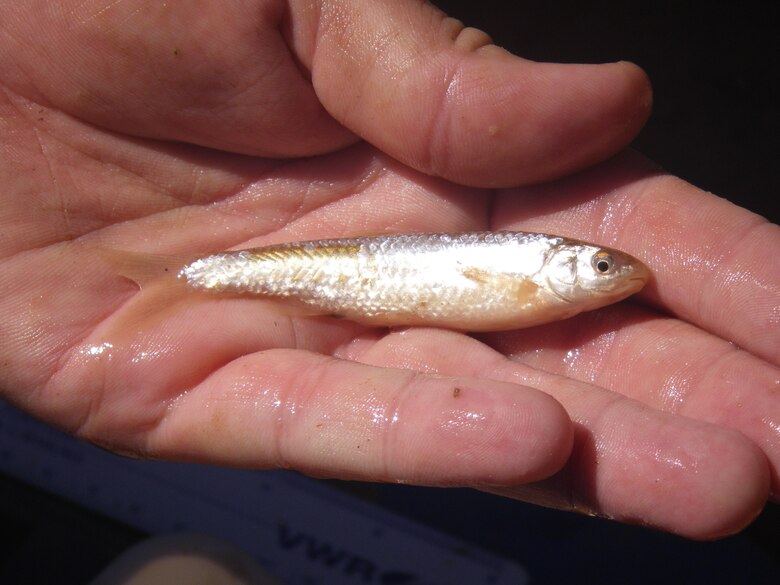 ALBUQUERQUE, N.M., -- A Rio Grande silvery minnow ready to be returned to the river after being counted by Corps biologists, Aug. 15, 2013.