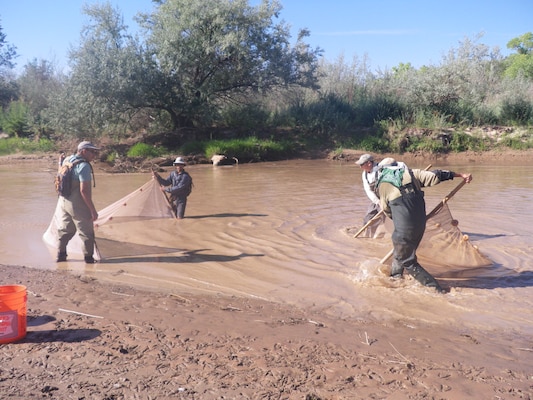 ALBUQUERQUE, N.M., -- Corps and SWCA biologists using the combined box and bag seine technique to monitor fish populations in the Rio Grande.