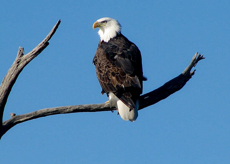 Bald eagles are well known scavengers and very opportunistic in that they never pass up an opportunity for food according to Wade Eakle, U.S. Army Corps of Engineers (USACE), South Pacific Division ecologist. Eakle and USACE Park Rangers witnessed a newly discovered raptor forging behavior, coined as ‘cooperative piracy’ displayed by the two iconic emblems of American freedom in Geyserville, Calif. in spring 2013.