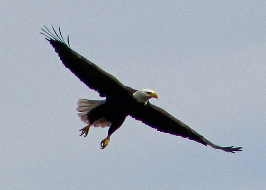 Bald eagles are well known scavengers and very opportunistic in that they never pass up an opportunity for food according to Wade Eakle, U.S. Army Corps of Engineers (USACE), South Pacific Division ecologist. Eakle and USACE Park Rangers witnessed a newly discovered raptor forging behavior, coined as ‘cooperative piracy’ displayed by the two iconic emblems of American freedom in Geyserville, Calif. in spring 2013.
