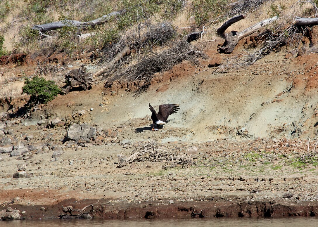 Bald eagles are well known scavengers and very opportunistic in that they never pass up an opportunity for food according to Wade Eakle, U.S. Army Corps of Engineers (USACE), South Pacific Division ecologist. Eakle and USACE Park Rangers witnessed a newly discovered raptor forging behavior, coined as ‘cooperative piracy’ displayed by the two iconic emblems of American freedom in Geyserville, Calif. in spring 2013.