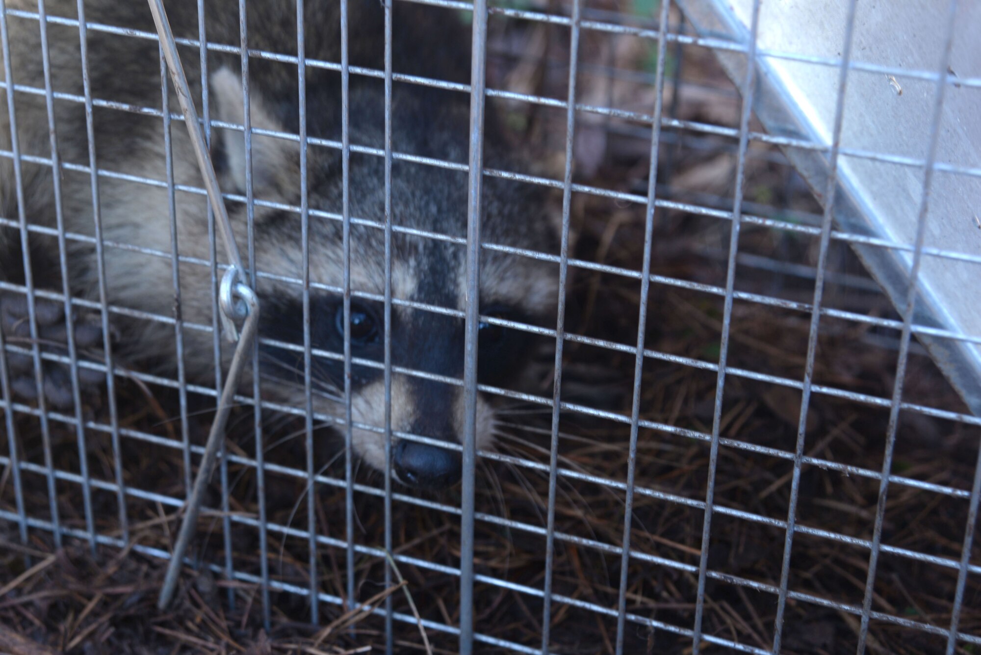 Raccoons are dangerous animals that people may encounter while on base, Shaw Air Force Base, S.C., Feb. 2014. Approximately 10 raccoons are captured and released each year. (U.S. Air Force photo by Airman 1st Class Michael A. Cossaboom/Released)