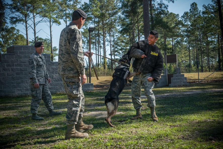 Members of the 23d Security Forces Squadron stand guard as Hill, 23d SFS military working dog, bites Donald Nguyen, U.S. Air Force Reserve Officer Training Corps cadet, during a tour at Moody Air Force Base, Ga., March 14, 2014. During the tour, Nguyen and other cadets from the University of Florida gained information on various Air Force specialty codes. (U.S. Air Force photo by Senior Airman Douglas Ellis/Released)
