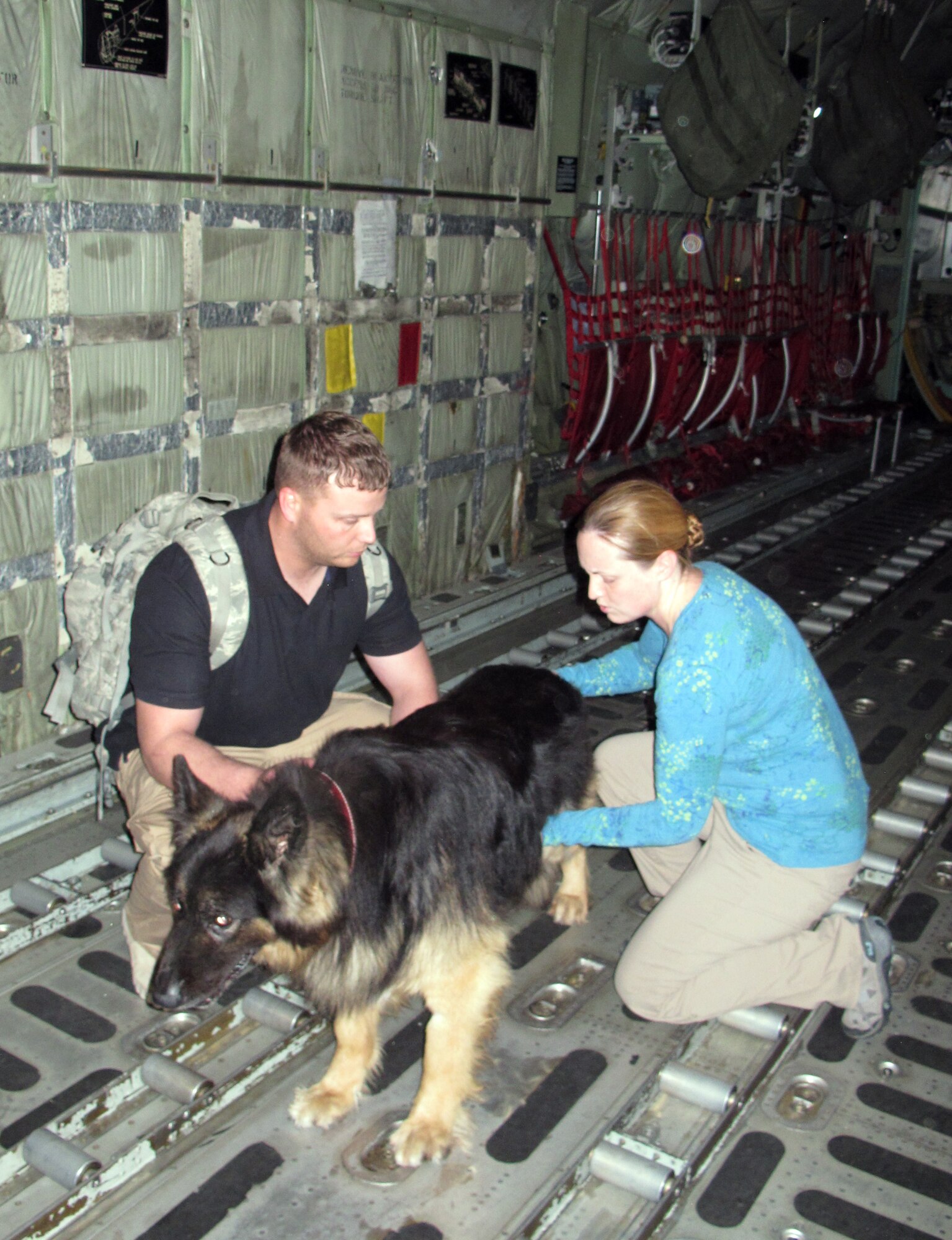 Military Working Dog Max sits stands on a C-130 as he was being prepared for air evacuation for medical treatment after he developed heart failure and fluid build-up in his abdomen. After the evacuation, Max was stabilized, began heart medication and retired from service. (U.S. Air Force photo by Lt. Col. Mark Lehman/Released)