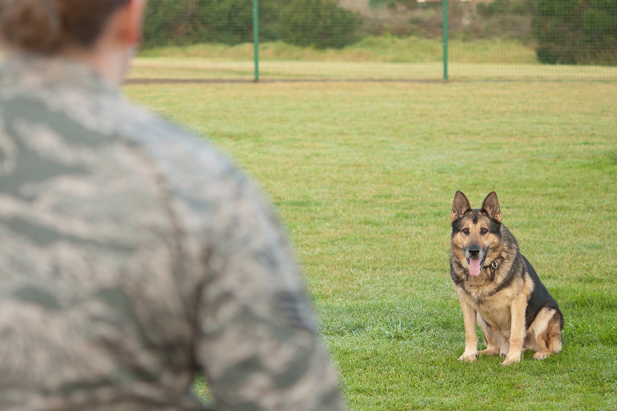 Staff Sgt. Lisa Kiesewetter, 65th Security Forces Squadron Military Working Dog trainer, and MWD Dan were a team for six months on Lajes Field, Azores. She was his last 65th SFS handler before his retirement March 25, 2014. MWD Dan, a nine-year U.S. Air Force veteran, served as a devoted team member to 10 MWD handlers as a narcotics detector on Lajes. He is now adopted by Senior Master Sgt. Jason Tranfaglia, 65th SFS manager. (U.S. Air Force photo by Tech. Sgt. Paul Villanueva II/Released) 