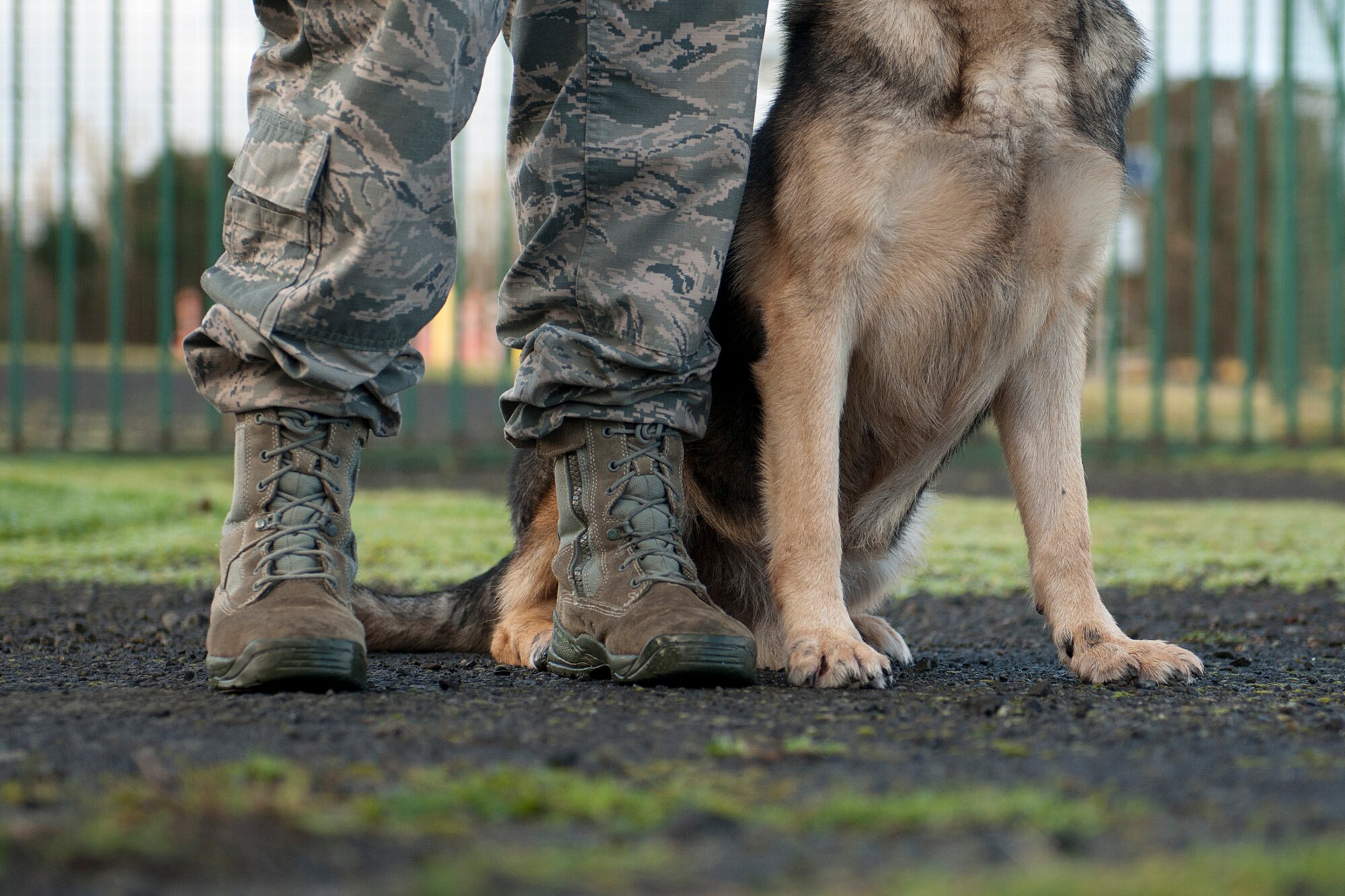 Staff Sgt. Lisa Kiesewetter, 65th Security Forces Squadron Military Working Dog trainer, and MWD Dan were a team for six months on Lajes Field, Azores. She was his last 65th SFS handler before his retirement March 25, 2014. MWD Dan, a nine-year U.S. Air Force veteran, served as a devoted team member to 10 MWD handlers as a narcotics detector on Lajes. He is now adopted by Senior Master Sgt. Jason Tranfaglia, 65th SFS manager. (U.S. Air Force photo by Tech. Sgt. Paul Villanueva II/Released)