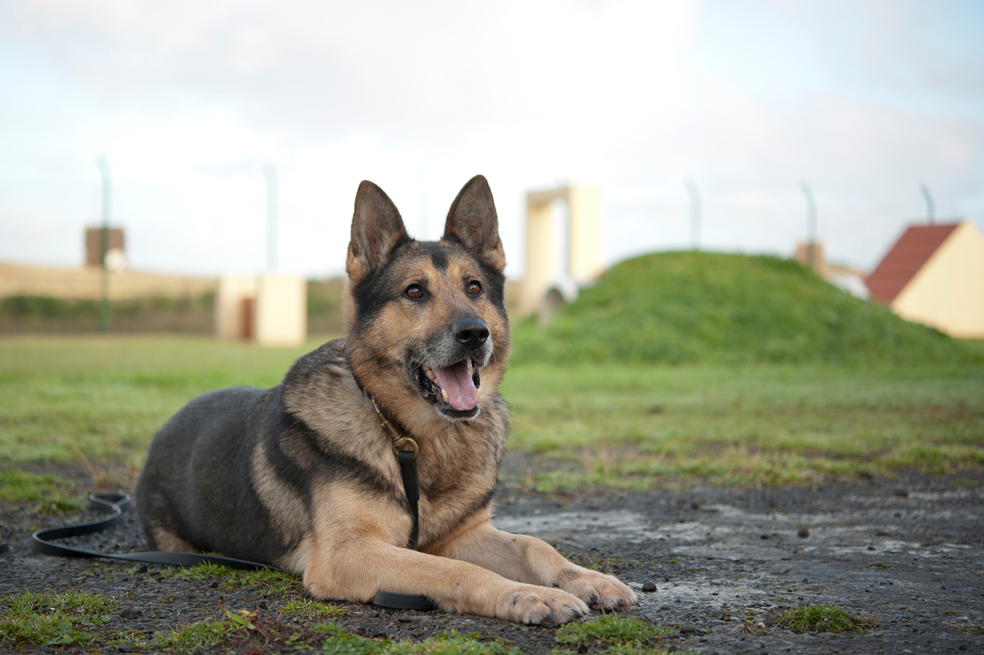 The 65th Security Forces Squadron hosted a Military Working Dog retirement ceremony March 25, 2014, for MWD Dan, a 9-year U.S. Air Force veteran. Dan served as a devoted team member to 10 MWD handlers as a narcotics detector on Lajes Field, Azores. Military Working Dogs are significant assets in military operations, from conducting checks at base entry control points, keeping drugs and contraband off the installation to uncovering improvised explosive devices, saving numerous lives.  (U.S. Air Force photo by Tech. Sgt. Paul Villanueva II/Released)
