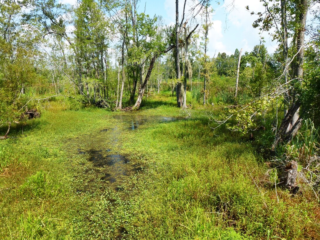 Polk Swamp falls under the Continuing Authorities Program. The area is clogged with grass and downed trees, making it hard for natural water flow and processes. The Charleston District is hoping to conduct a project like we did several years ago at Pocotaligo.