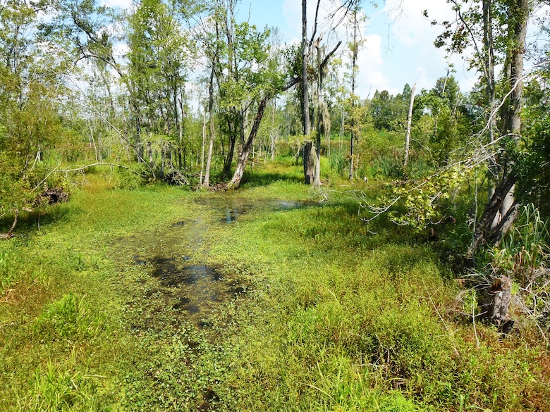 Polk Swamp falls under the Continuing Authorities Program. The area is clogged with grass and downed trees, making it hard for natural water flow and processes. The Charleston District is hoping to conduct a project like we did several years ago at Pocotaligo.