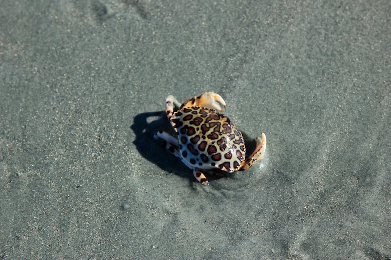 The Charleston District is conducting a Shore Protection Project at Folly Beach. Lots of wildlife gets in on the action.