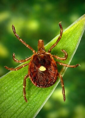 Ticks can be rampant in the spring. Be sure you know what they look like and how to remove them.