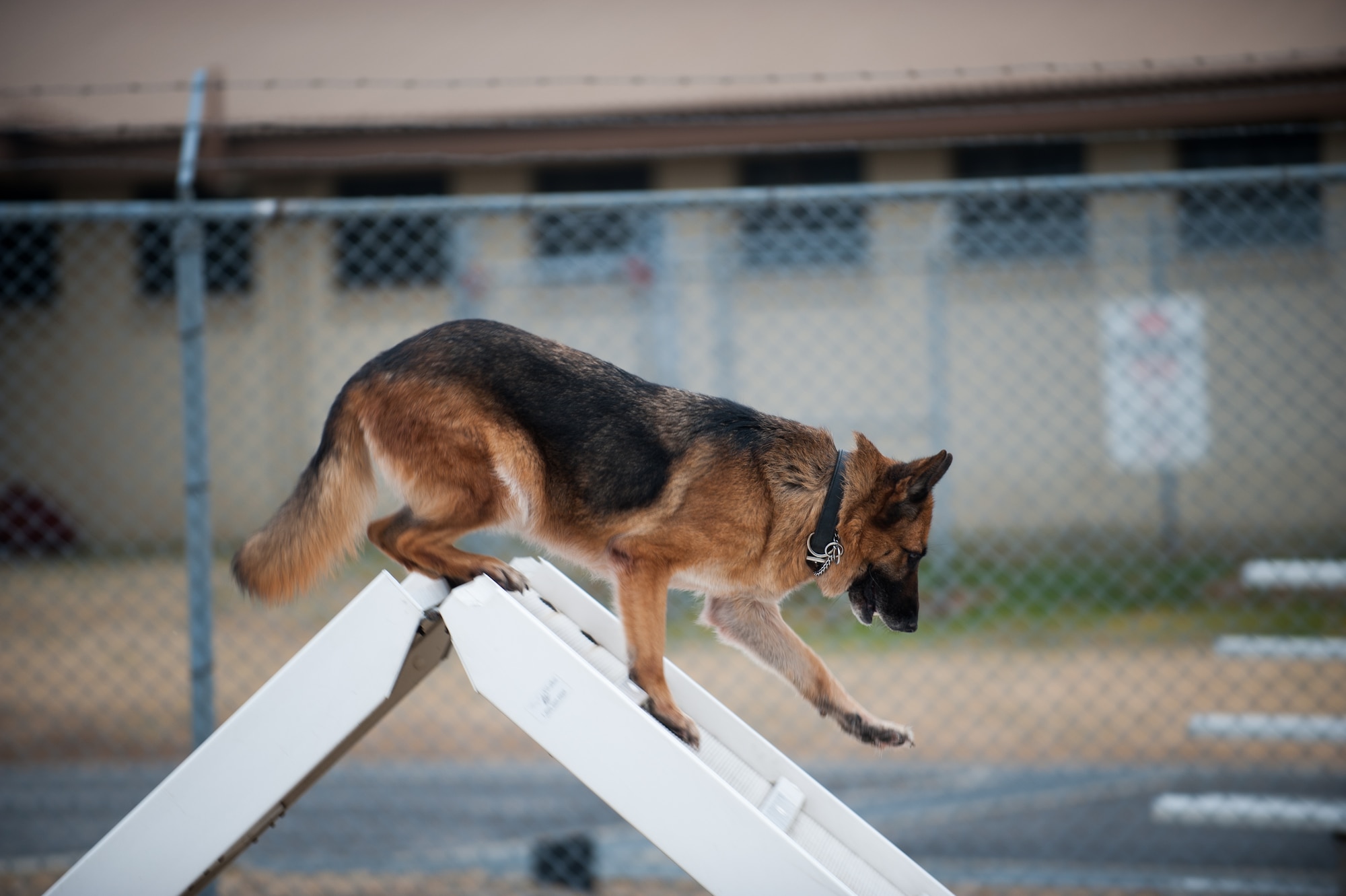 Stella, 8th Security Forces Squadron military working dog, traverses an obstacle on the confidence course at Kunsan Air Base, Republic of Korea, Mar. 13, 2014. Stella defends the base by detecting, deterring and neutralizing the threats that may appear. (U.S. Air Force photo by Staff Sgt. Clayton Lenhardt/Released)
