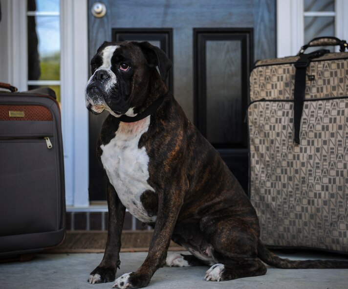 Moody Pet Guardian Angels is a program that watches the pets of Airmen who are set to deploy or go on a Temporary Duty Assignment from Moody Air Force Base, Ga. The program was founded toward the end of 2013 and has continued to grow. (U.S. Air Force photo by Airman 1st Class Alexis Millican/Released)