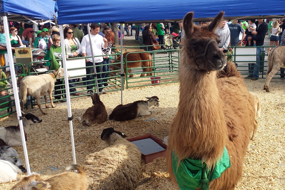 Families enjoyed a petting zoo featuring a variety of animals during Emerald Isle, N.C.'s 23rd annual St. Patrick's Day Festival March 15, 2014. The animals belonged to Oak Grove Stables Petting Zoo and were one of more than 100 vendors featured during the festival, which drew a crowd of more than 30,000.