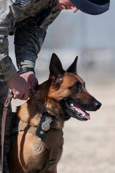 ALTUS AIR FORCE BASE, Okla. – Tillman, a military working dog, heels for U.S. Air Force Staff Sgt. David Smith, 97th Security Forces Squadron military working dog handler, during an obedience training course March 20, 2014. Military working dogs are trained to attack on command, turning them into lethal weapons when necessary. These dogs, along with their handlers from every military service, are deployed worldwide to support and help safeguard military bases and activities. (U.S. Air Force photo by Senior Airman Jesse Lopez/Released)