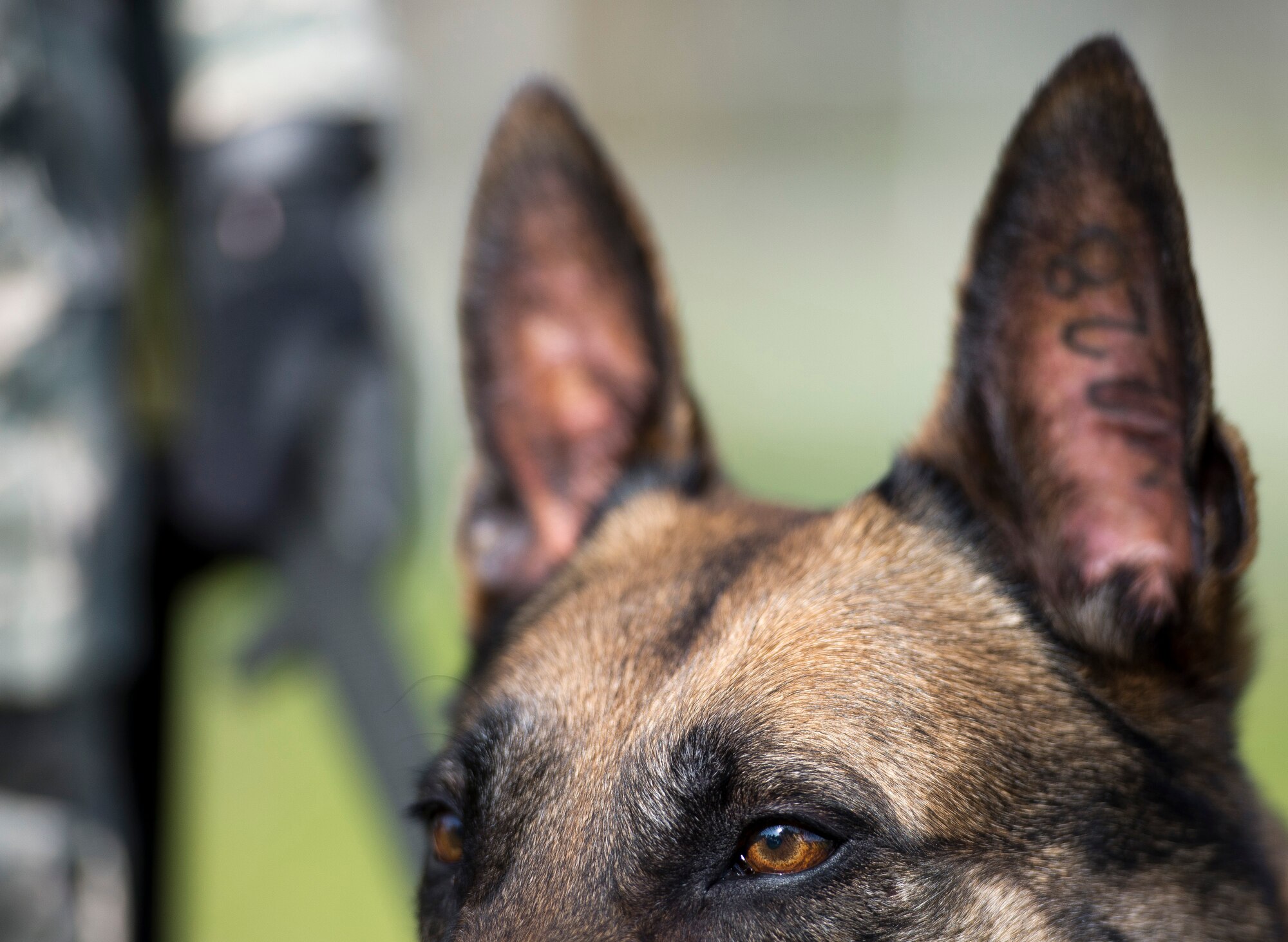 Military working dog Katya awaits her next command from U.S. Air Force Staff Sgt. Shannon Hennessy, 52nd Security Forces Squadron MWD handler from Colusa, Calif., during a training session at the 52nd SFS dog kennel at Spangdahlem Air Base, Germany, March 19, 2014. All military working dogs have a service number tattooed inside their ear for identification purposes. (U.S. Air Force photo by Staff Sgt. Chad Warren/Released)