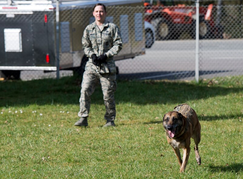 U.S. Air Force Staff Sgt. Shannon Hennessy, 52nd Security Forces Squadron military working dog handler from Colusa, Calif., shouts commands as her MWD Katya pursues a suspect during a training session at the 52nd SFS dog kennel at Spangdahlem Air Base, Germany, March 19, 2014. In addition to patrol work, Katya is proficient in explosives detection, which was her primary mission on their recent deployment. (U.S. Air Force photo by Staff Sgt. Chad Warren/Released)