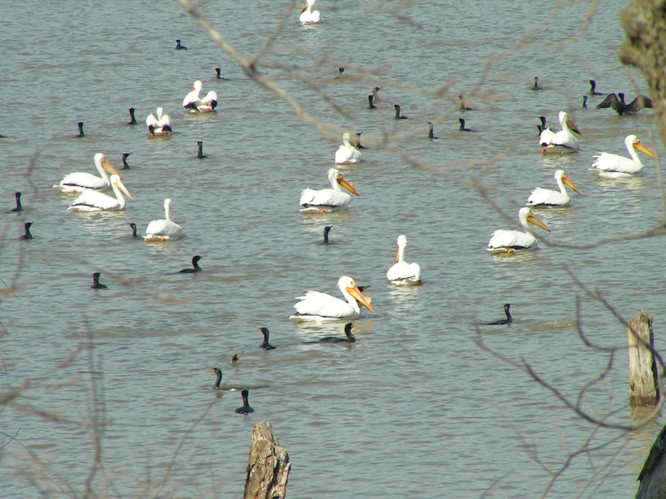 Pelicans and cormorants are common around Smithville Lake this time of year. 
