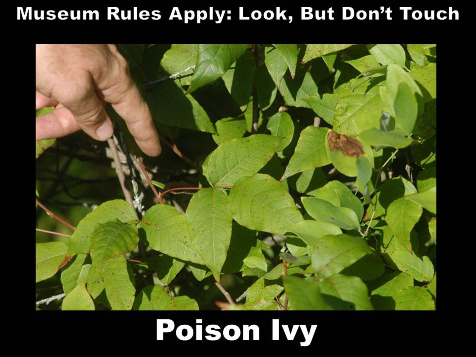 Plants, such as poison ivy, should be avoided. 