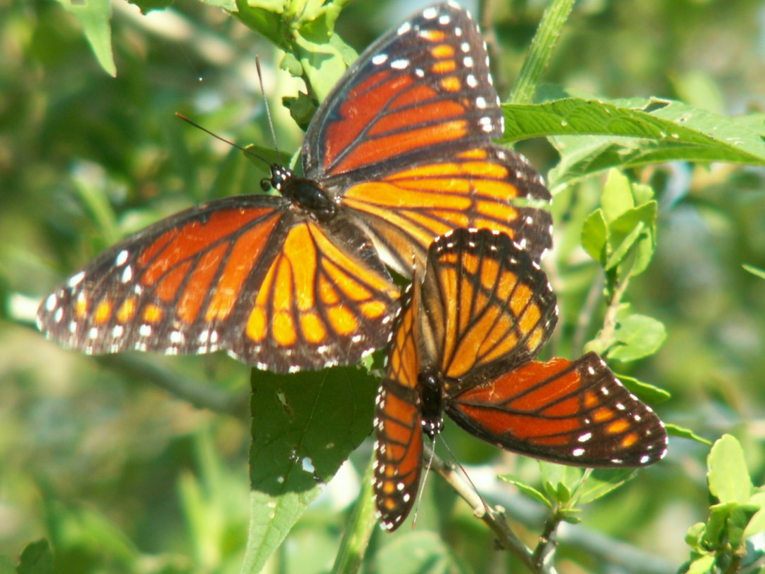 Viceory butterflies.