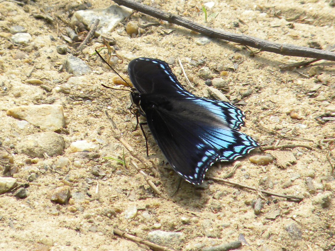 A red-spotted Purple butterfly.