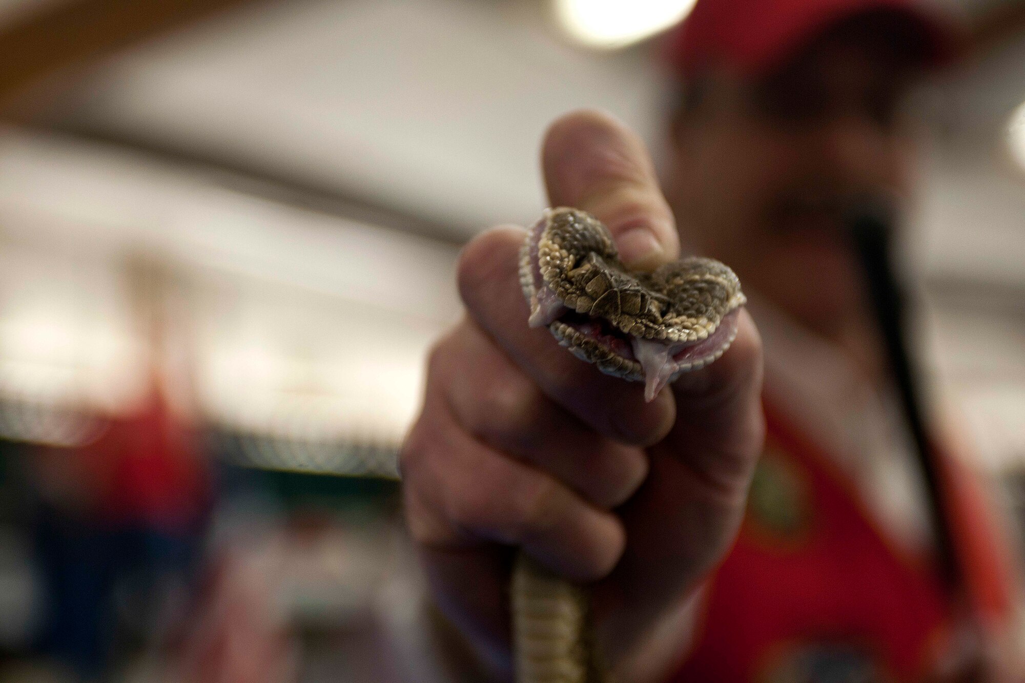 ALTUS, Okla. – Stan Kendall, Mangum Rattlesnake Association director, shows a western diamondback rattlesnake during the Committee of 100 dinner held at the Altus High School Cafetorium, March 24, 2014. The Committee of 100 welcomed newcomers and military members returning from deployment with dinner, raffles and a rattlesnake demonstration from the Mangum Rattlesnake Association. (U.S. Air Force Photo by Senior Airman Jesse Lopez/Released)