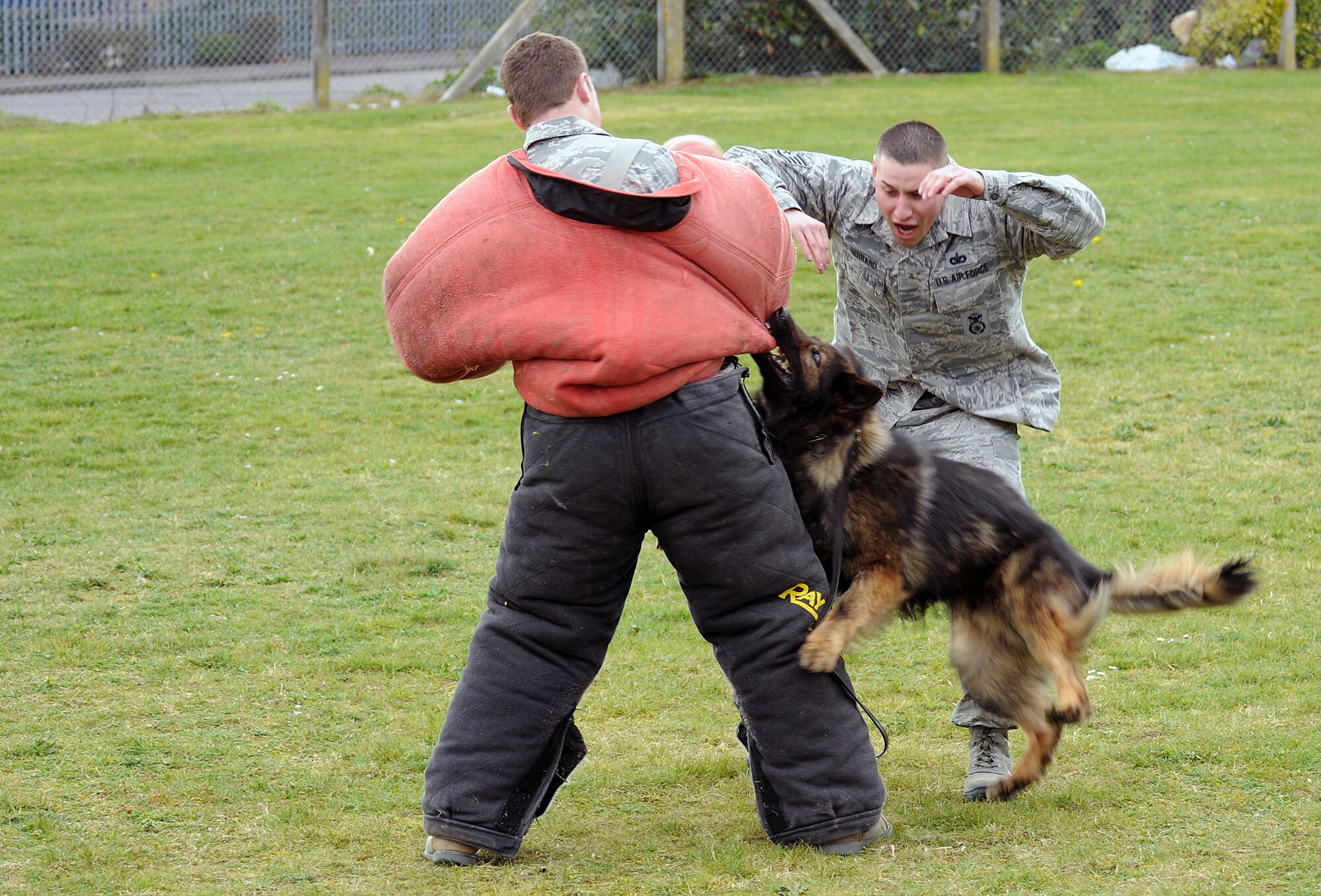 Military Working Dog Ajax attacks U.S. Air Force Cadet 2nd Class Matthew Goellnor, left, U.S. Air Force Academy cadet, from Ocean Springs, Miss., as U.S. Air Force Staff Sgt. Joseph Serrano, 100th Security Forces Squadron Military Working Dog handler and trainer from Santa Clarita, Calif., encourages the K-9 March 25, 2014, on RAF Mildenhall, England. Goellnor volunteered to be a training decoy during his visit to RAF Mildenhall. MWD handlers have to complete an optimal training requirement with their dog at least once a work week. (U.S. Air Force photo by Airman 1st Class Jonathan Light/Released)
