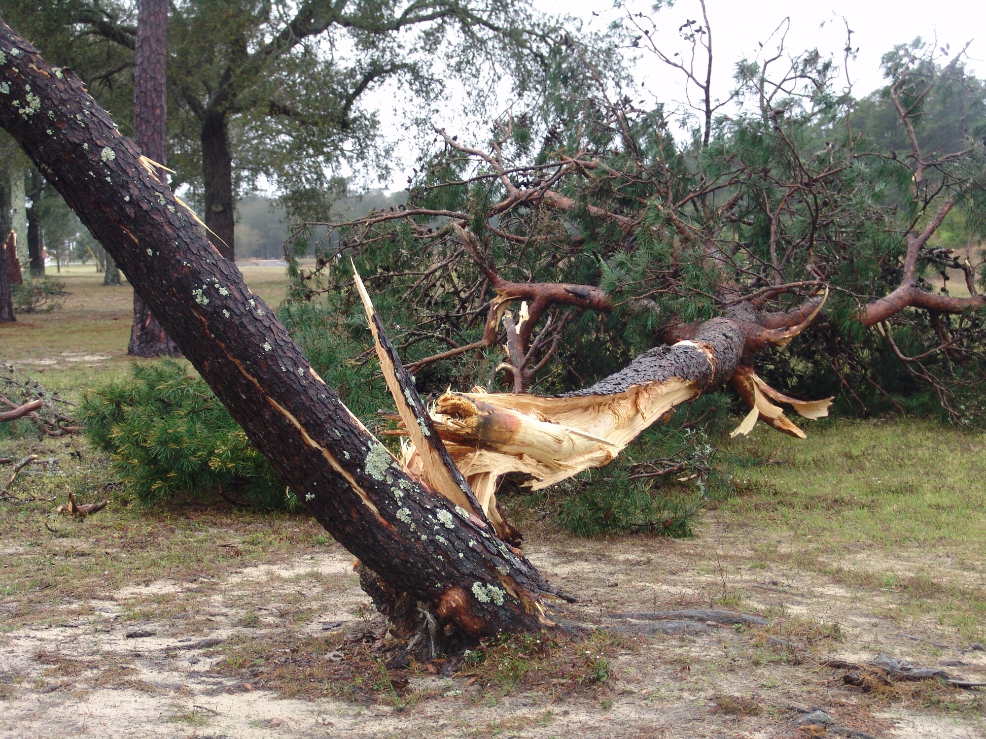 Trees and power poles were knocked over on Eglin Air Force Base when a line of severe thunderstorms pass through the area March 28.  Wind gusts topped 58 knots and more than 1 1/2 inches of rain were recorded by the 96th Weather Flight. (U.S. Air Force photo/Lois Walsh)