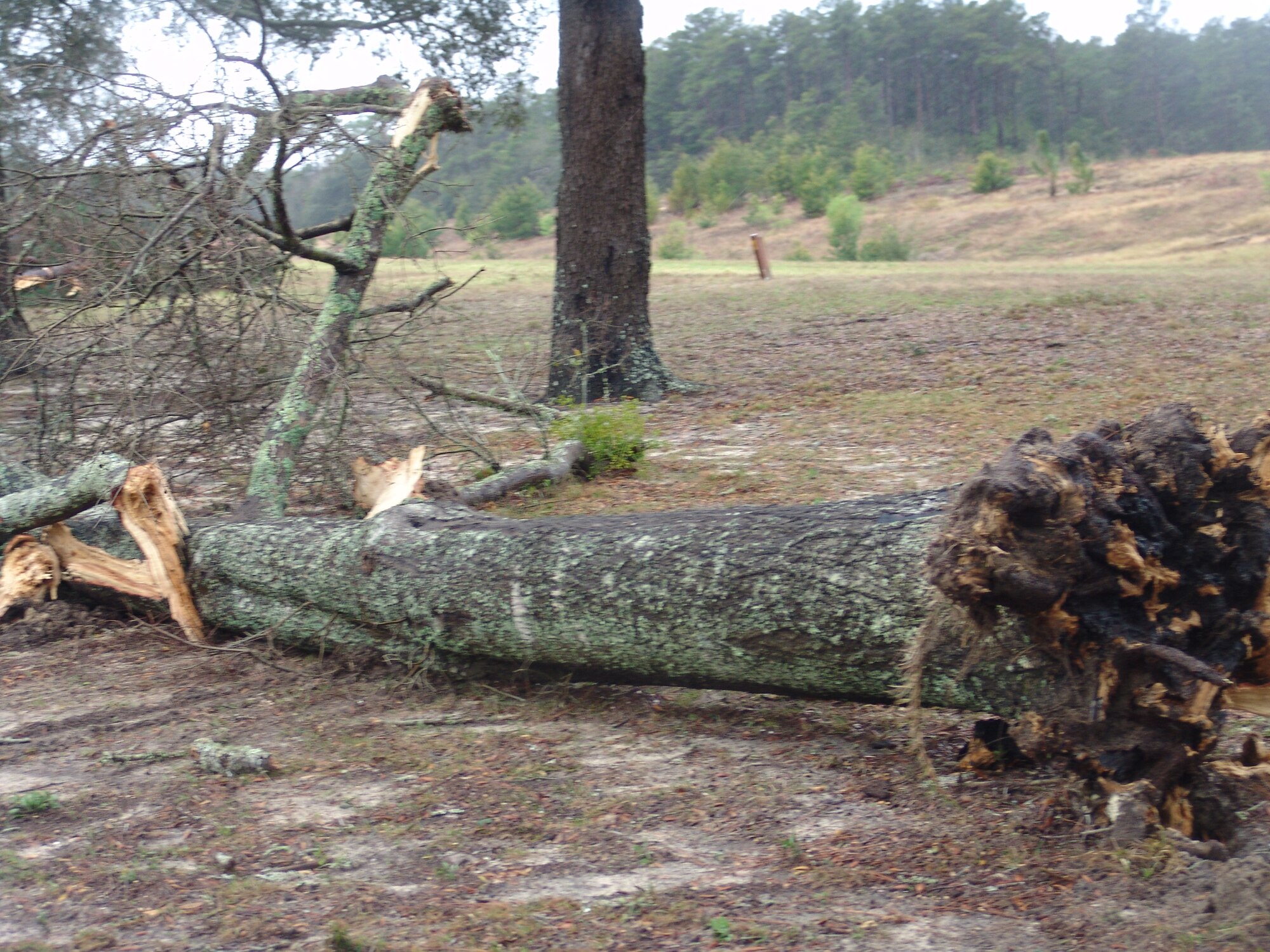 Trees and power poles were knocked over on Eglin Air Force Base when a line of severe thunderstorms pass through the area March 28.  Wind gusts topped 58 knots and more than 1 1/2 inches of rain were recorded by the 96th Weather Flight. (U.S. Air Force photo/Lois Walsh)