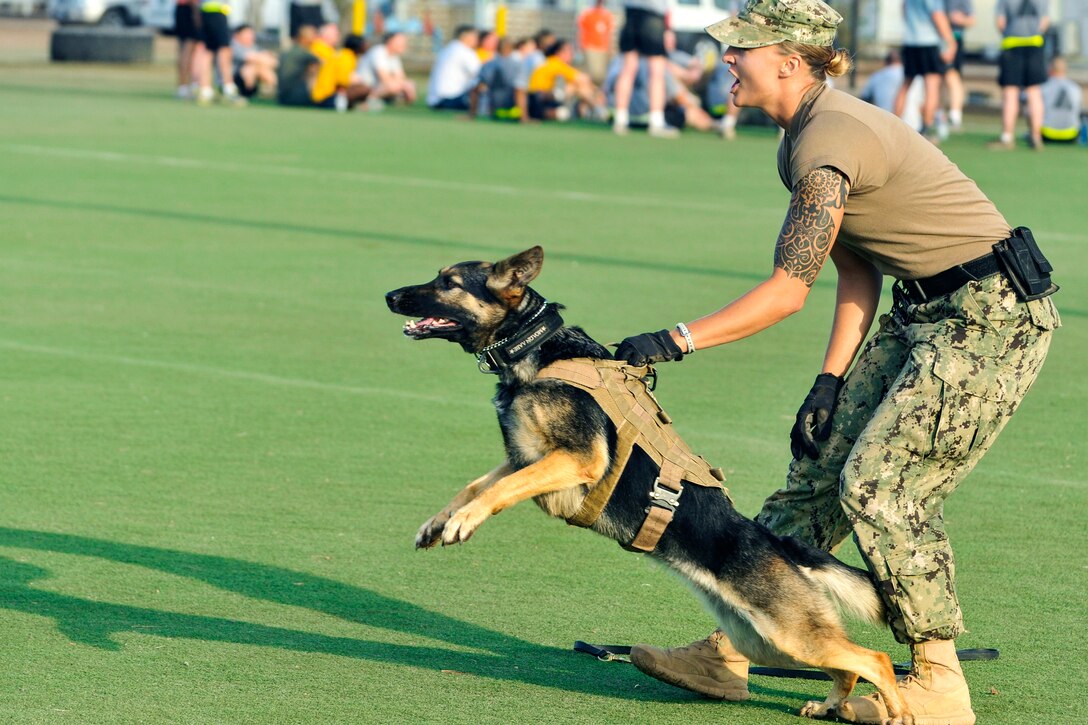 military dog trainer military dog trainer