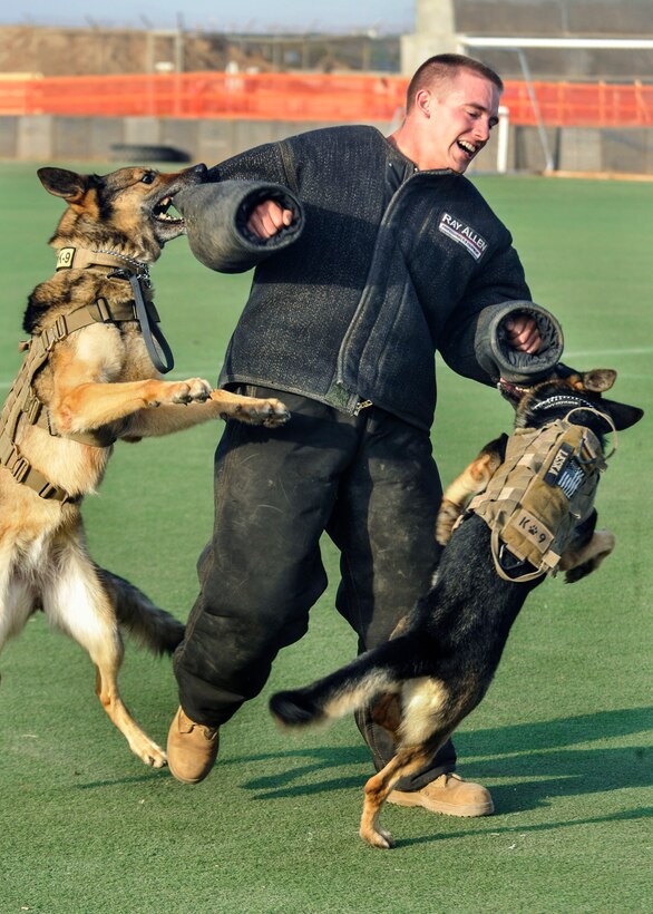 Fergina, left, and Leska, military working dogs, take down U.S. Navy Petty Officer 2nd Class John Winjum during training on Camp Lemonnier, Djibouti, March 21, 2014.
