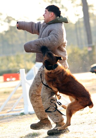 A K-9 handler with the Provost Marshall’s Office, Marine Corps Base Camp Lejeune, II Marine Expeditionary Force is attacked by a trained K-9 during a demonstration for Dreher High School Navy Junior Reserve Officer Training Corps cadets during a tour aboard Camp Lejeune, N.C., March 27, 2014. The cadets spent three days on base touring facilities and experiencing what Marines go through to prepare for missions.   (U.S. Marine Corps photo by Lance Cpl. Shawn Valosin)