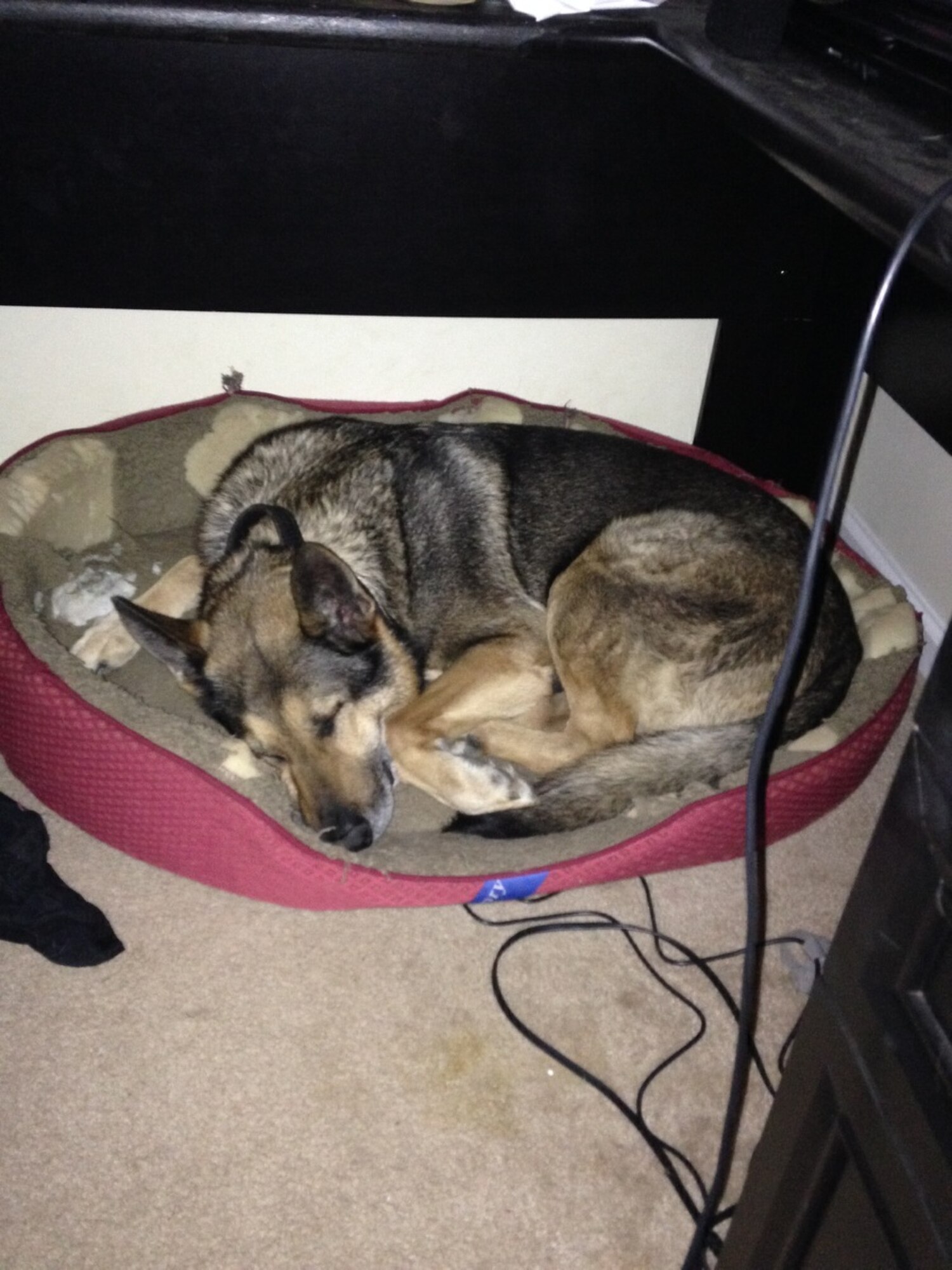 Retired Military Working Dog Hal sleeps in his dog bed at home in Valdosta, Ga., January 2014. Hal is the third dog to join the family of U.S. Air Force Staff Sgt. Devin Tiger, 23d Security Forces Squadron MWD handler. (Courtesy photo) 