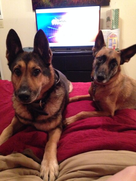 Retired Military Working Dog Hal (left) and Ddoris relax at home in Valdosta, Ga., January 2014. U.S. Air Force Staff Sgt. Devin Tiger, 23d Security Forces Squadron MWD handler, and his family adopted Hal and Ddoris from the Air Force. (Courtesy photo) 
