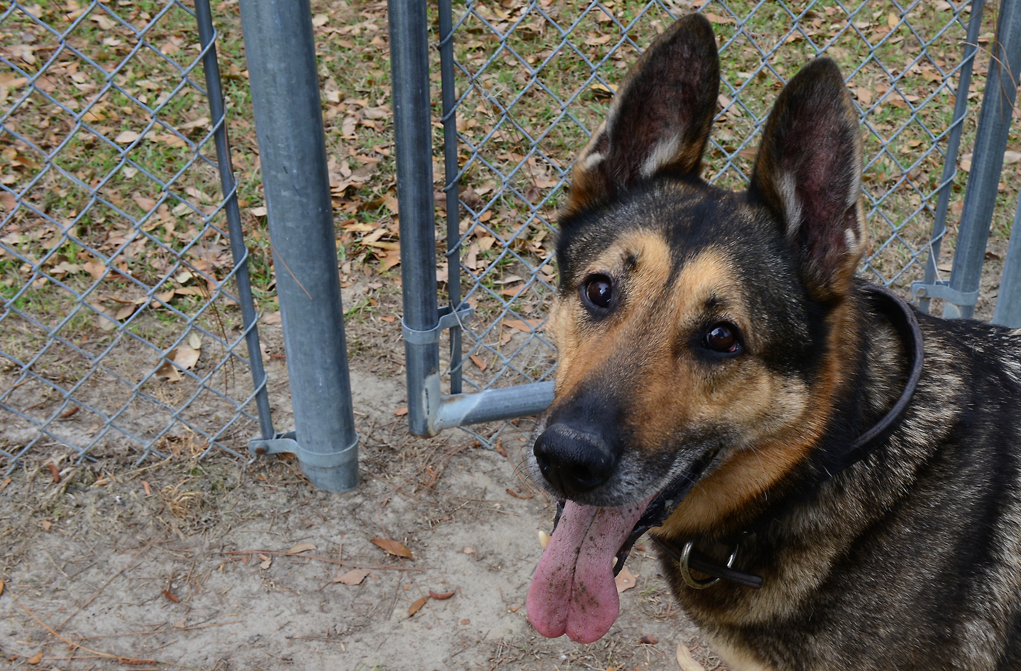 Retired Military Working Dog Hal waits for a toy to be thrown at a dog run at Moody Air Force Base, Ga., March 28, 2014. Hal was adopted by his last handler, U.S. Air Force Staff Sgt. Devin Tiger, 23d Security Forces Squadron MWD handler, January 2014. (U.S. Air Force photo by Senior Airman Tiffany M. Grigg/Released)