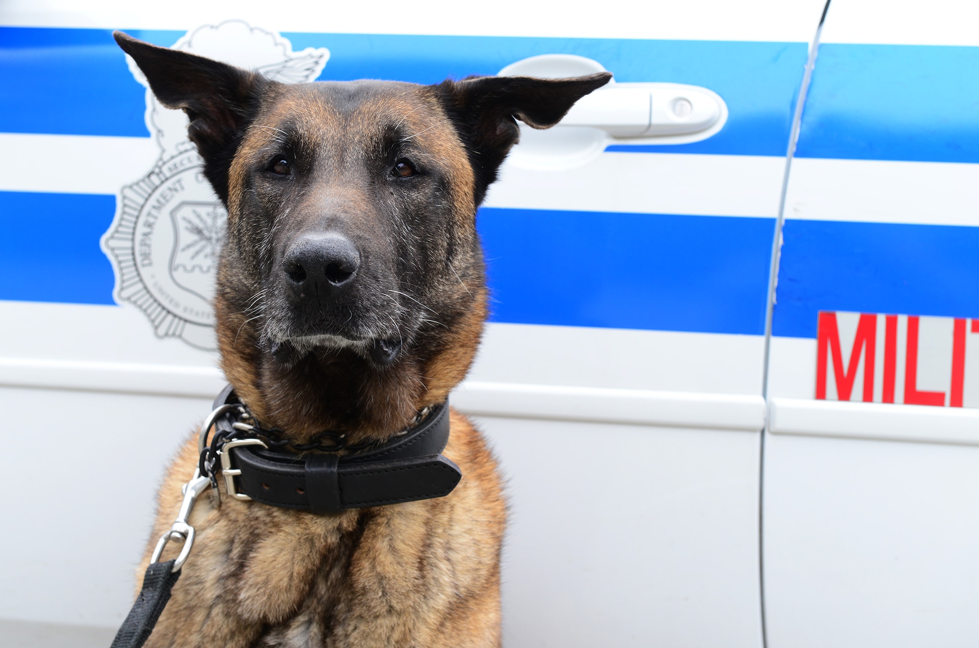 Military Working Dog Norman of the 23d Security Forces Squadron sits in front of a police car at the Moody kennels at Moody Air Force Base, Ga., March 28, 2014. Norman, turning 10 years old in May, is next up for retirement due to medical conditions. Norman has been a part of the Moody family since January 2006. (U.S. Air Force photo by Senior Airman Tiffany M. Grigg/Released)