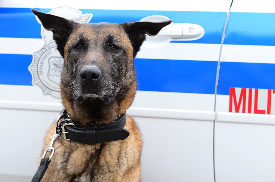 Military Working Dog Norman of the 23d Security Forces Squadron sits in front of a police car at the Moody kennels at Moody Air Force Base, Ga., March 28, 2014. Norman, turning 10 years old in May, is next up for retirement due to medical conditions. Norman has been a part of the Moody family since January 2006. (U.S. Air Force photo by Senior Airman Tiffany M. Grigg/Released)