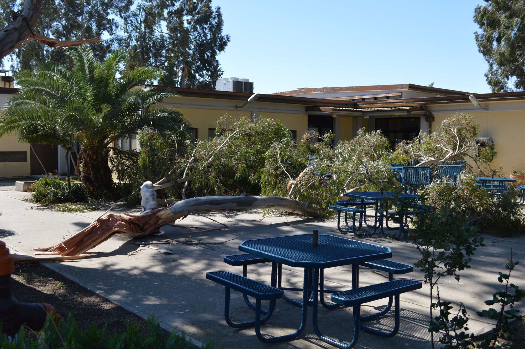 A limb from a eucalyptus tree lies next to Incirlik’s Community Activity Center March 30, 2014, Incirlik Air Base, Turkey. Heavy winds that gusted up to nearly 60 mph blew across regions of Turkey as a cold front moved in Saturday night and in to Sunday morning. (U.S. Air Force photo by 1st Lt. David Liapis/Released)