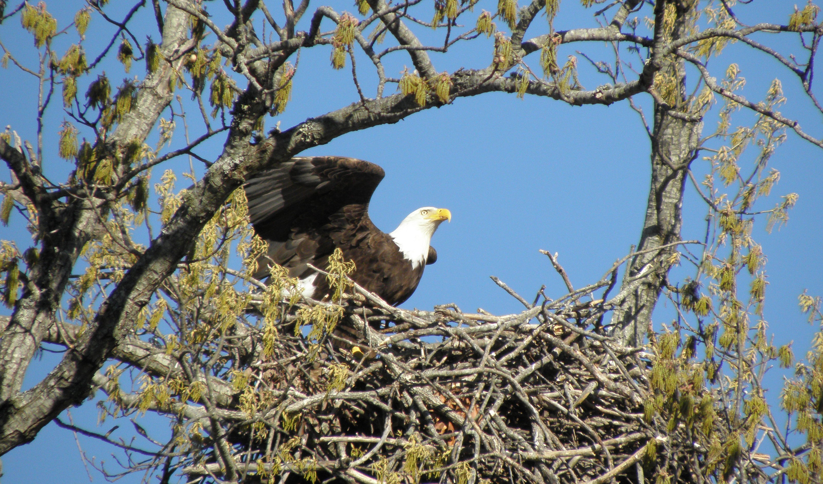 Bald Eagle Nest at Norfork Lake