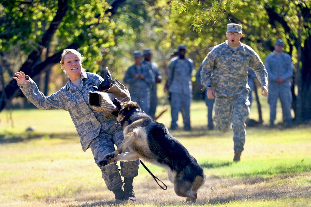 A military working dog tackles Air Force Senior Airman Melissa Goodhile during training at the Defense Military Working Dog School on Lackland Air Force Base in San Antonio, Texas, Dec. 3, 2013. Goodhile is a military police trainee.  