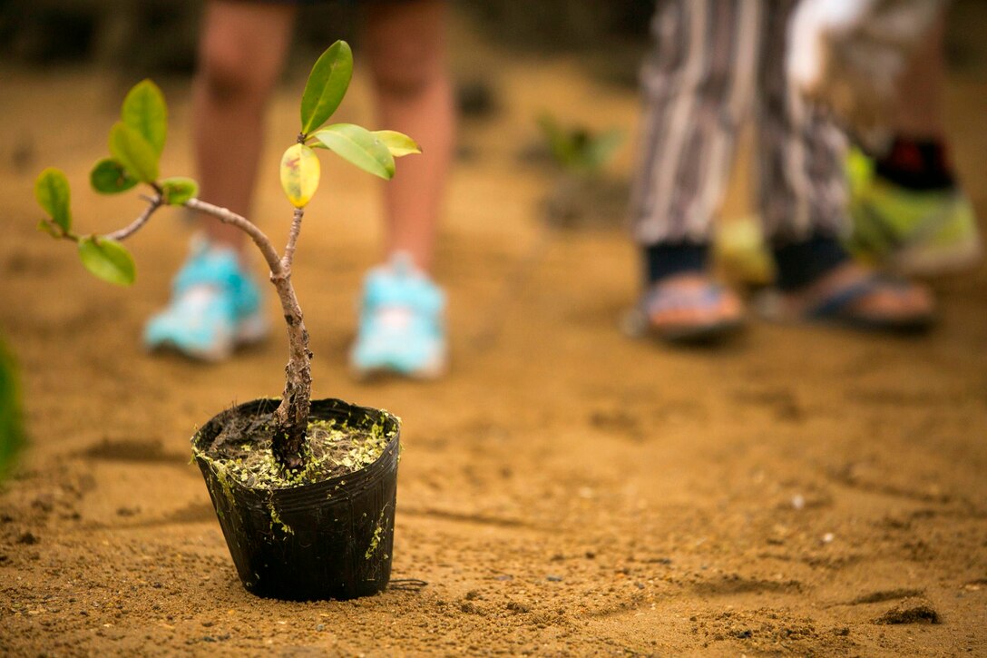 A mangrove tree is readied for planting as part of a series of events celebrating Earth Day April 20 at Kin Town Eco Park. Local school children volunteered with Marines to cleanup the park and plant mangrove trees. Each Marine helped the children pick up trash and plant the young trees. The goal of the Earth Day events was to educate volunteers on environmental awarness to keep the planet healthy. The participating Marines are assigned to various units in III Marine Expeditionary Force and Marine Corps Installations Pacific. 