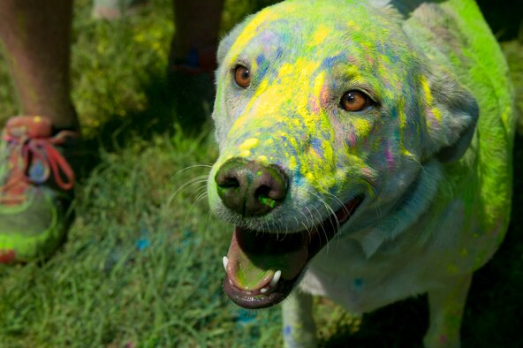 A dog, who ran Maxwell Air Force Base color run, sits after the color party here May 3, 2014. The color party involved throwing all the leftover color into the air after the run. (U.S. Air Force photo by Staff Sgt. Natasha Stannard)