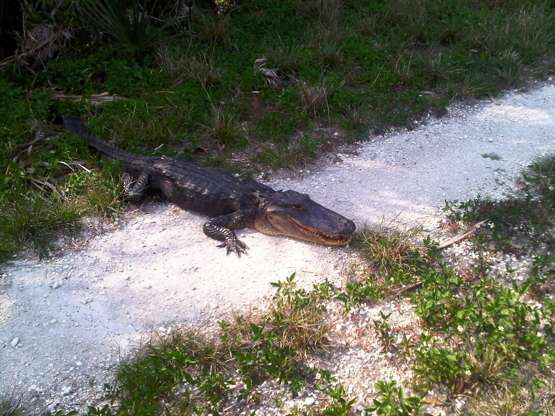Land-based surveying and mapping presents some missions that are “interesting and challenging.”  This alligator was photographed in the Three Forks Marsh area, where members of Jacksonville District’s Surveying and Mapping Branch will be working in the coming weeks.