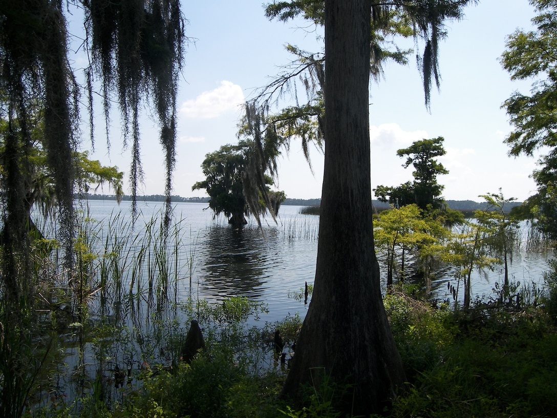 cypress wetlands