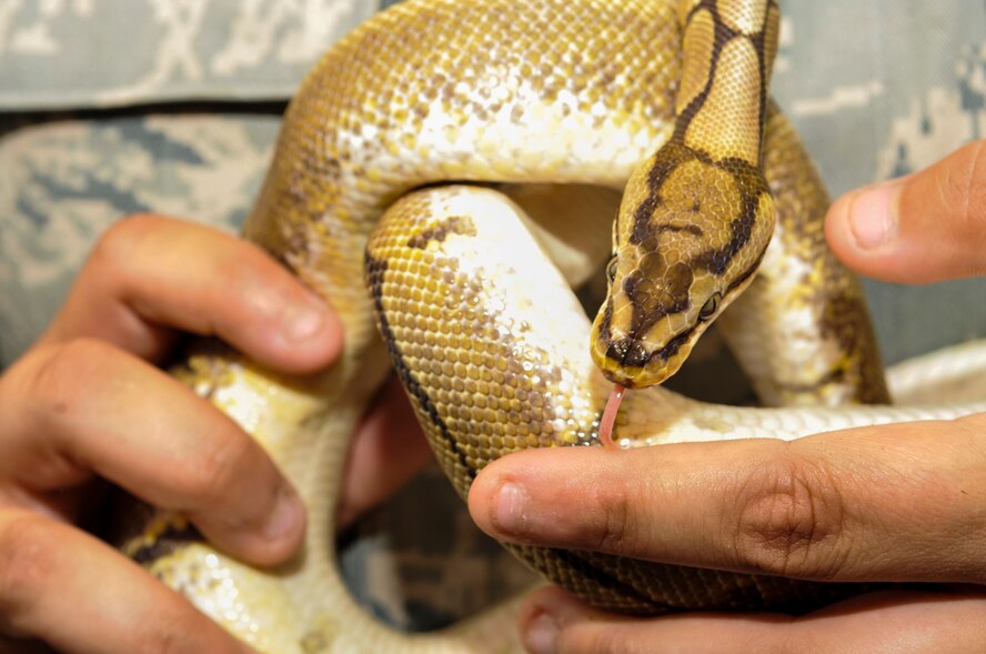 Airman 1st Class Shana Neal, 2nd Civil Engineer Squadron pest management apprentice, holds Bumble, a ball python on Barksdale Air Force Base, La., May 2, 2014. Bumble, as well as other creatures such as mice, tarantulas, scorpions and more, are used familiarity training for new Airmen. (U.S. Air Force photo/Airman 1st Class Benjamin Raughton)