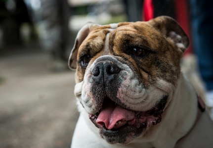 Bandit  rests after walking around the base picnic grounds with her owners May 2, 2014, at the Joint Base Charleston Picnic. The picnic was a free two-day event which included food, drinks and a live band for all Team Charleston members and their families to enjoy as well as their pets. (U.S. Air Force photo/ Senior Airman Dennis Sloan)