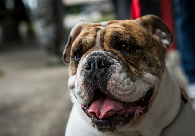 Bandit  rests after walking around the base picnic grounds with her owners May 2, 2014, at the Joint Base Charleston Picnic. The picnic was a free two-day event which included food, drinks and a live band for all Team Charleston members and their families to enjoy as well as their pets. (U.S. Air Force photo/ Senior Airman Dennis Sloan)